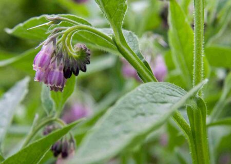 Comfrey Herbaria