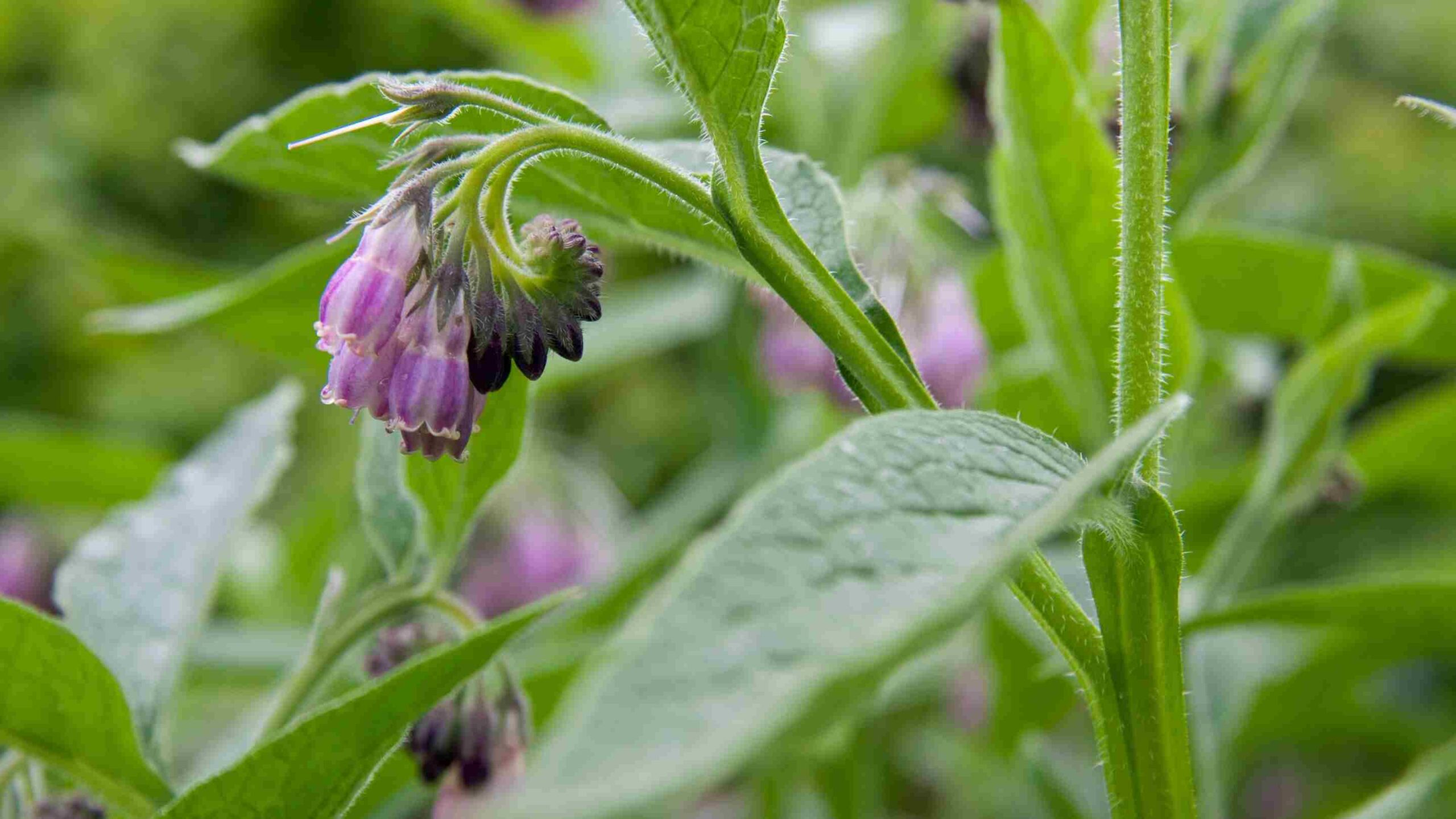 Comfrey Herbaria