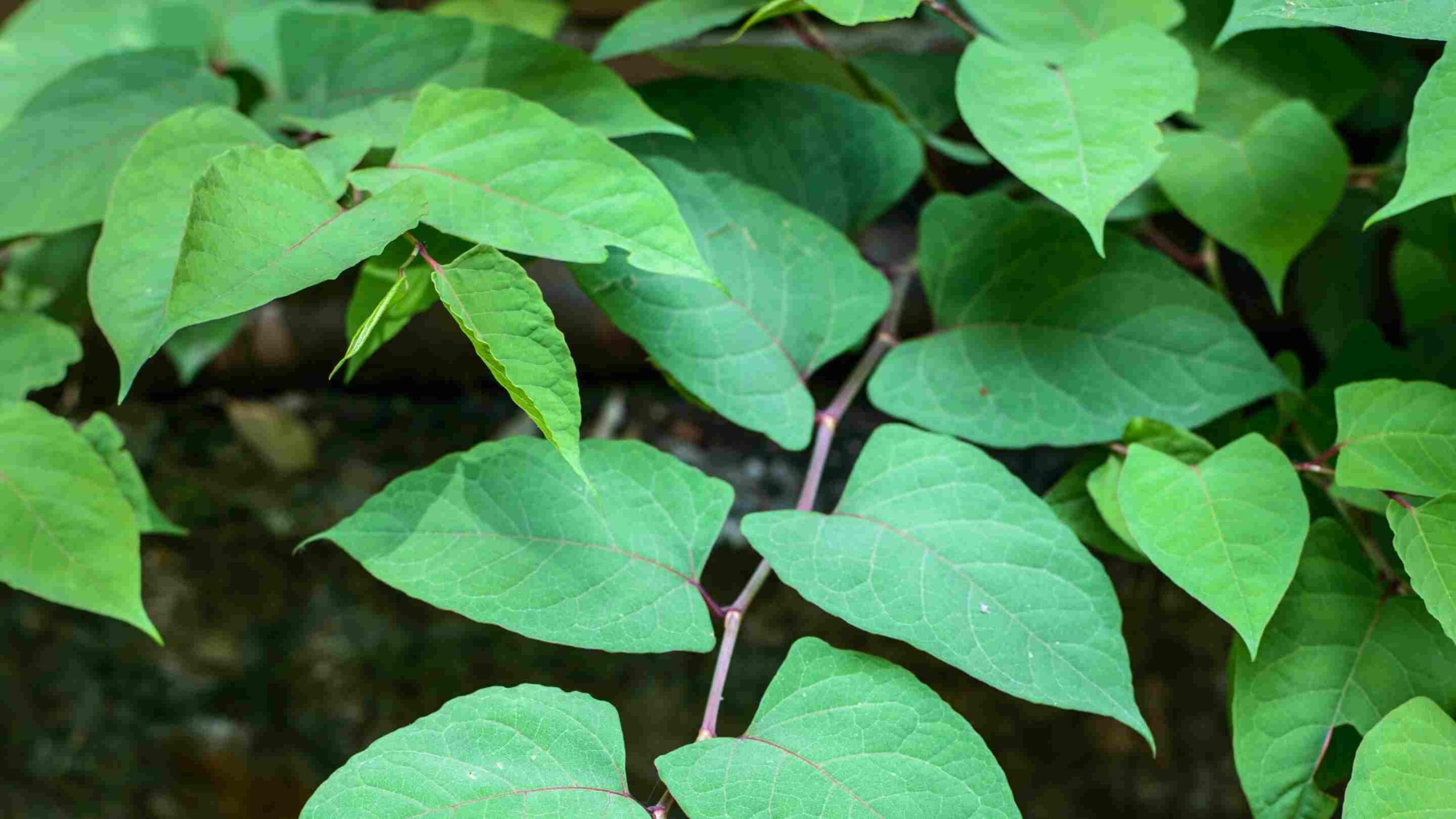 Japanese Knotweed