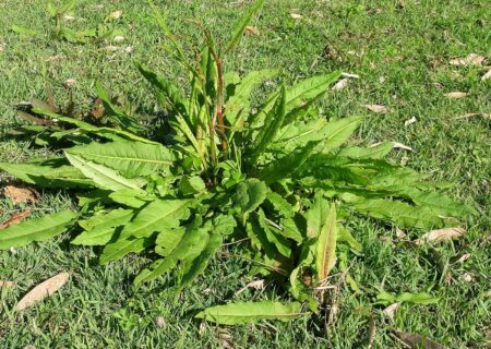 Yellow Dock (rumex crispus)