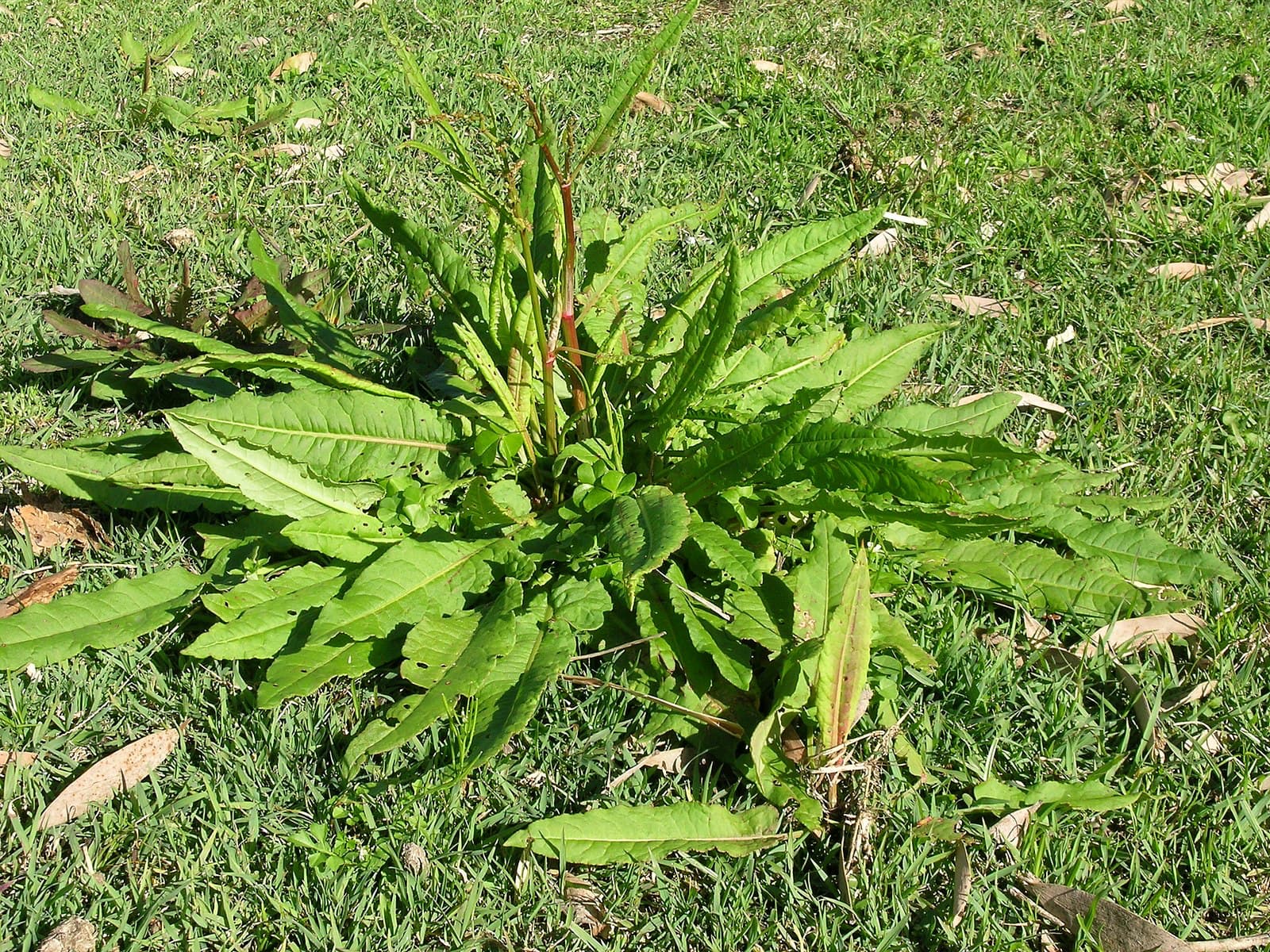 Yellow Dock (rumex crispus)