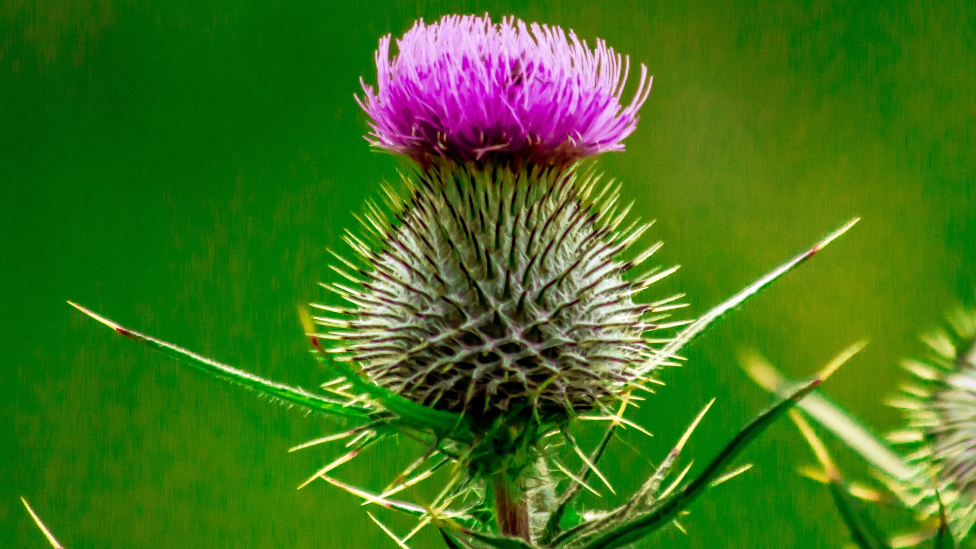 Blessed Thistle