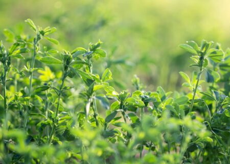 Alfalfa Herb